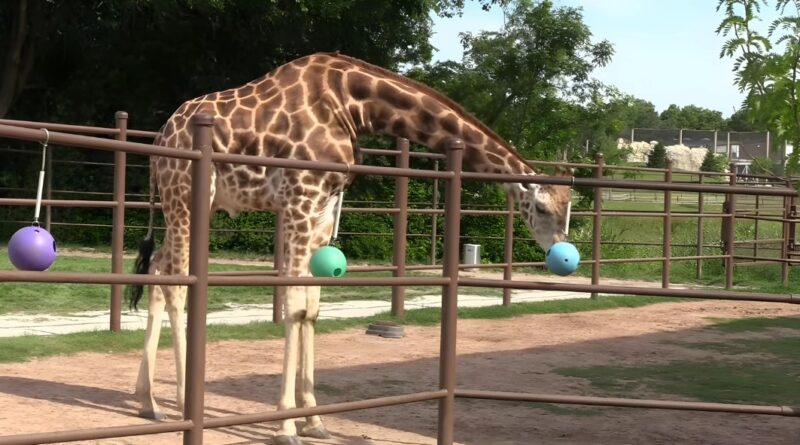 Tulsa Zoo exhibits